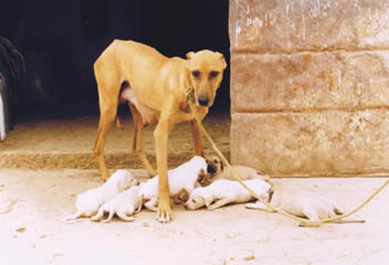 Tunisian Sloughia with cropped up ears and her pups © de Caprona 1999