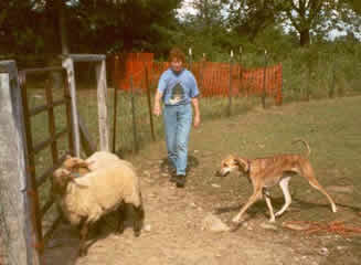 Shi'Rayan's Iswaar at Mazoe herding, owners Annie Chamberlain & Dominique C. de Caprona