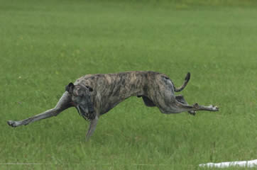 Fahel Shi'Rayn beim Coursing. Besitzer Dominique C. de Caprona, Foto Shot On Site