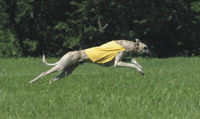 FCI International, Puerto Rican, Latin American Ch. Mathal Shi'Rayân, Leaping forward, Shot on Site 2004