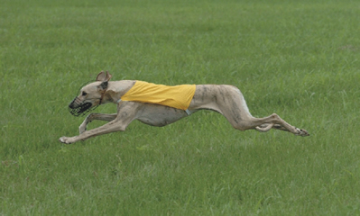 Munya Shi'Rayân, GRC, extended phase of the gallop, Shot on Site 2004