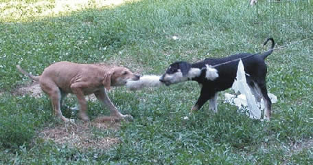 The next generation, 7 weeks old Shi'Rayân puppies, playing with the lure © de Caprona 2004