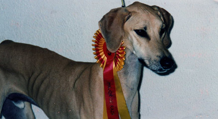 Nedjef del Sayad el Gazel