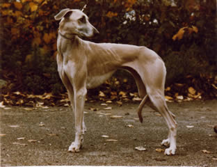Xety des Oudaia 