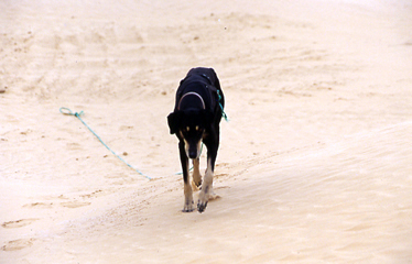 Schleppleinentraining in der Sahara 