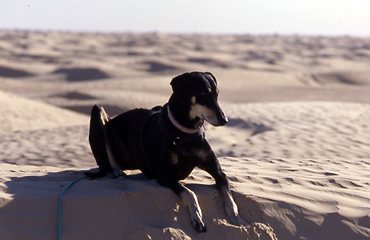 Kahla genießt das Liegen im wärmenden Sand und den Rundumblick von der Düne 