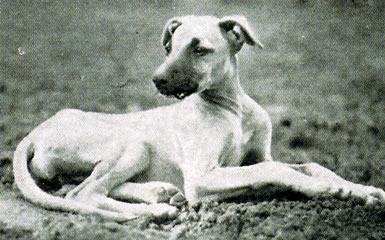 Welpenblick "Oelida", geboren 23.05.1930, leider im September gleichen Jahres an einer Hundekrankheit gestorben. 