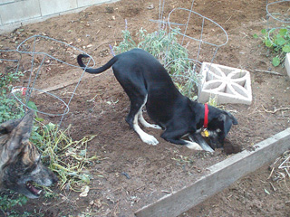 Zuri diggin holes