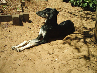 Zuri under the lemon tree