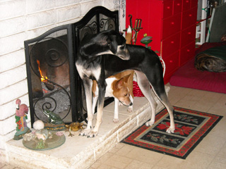 Zuri and Mizigo by fireplace