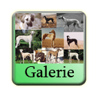 Galerie/ Gallery